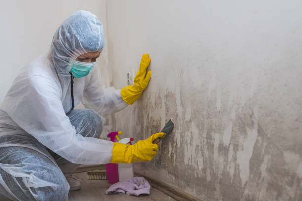 Best Basement Mold Remediation in Evansdale, IA